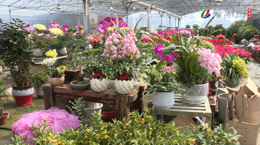 顺德年花年桔批发基地图片