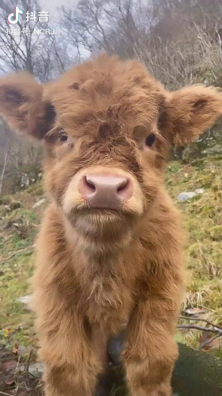 苏格兰高地牛幼崽图片