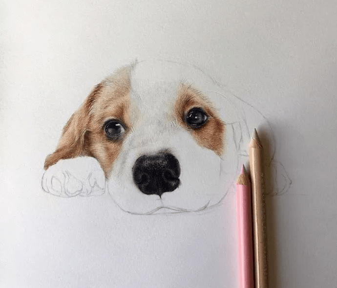 可爱的小狗彩铅步骤图!_权益_来源_网络