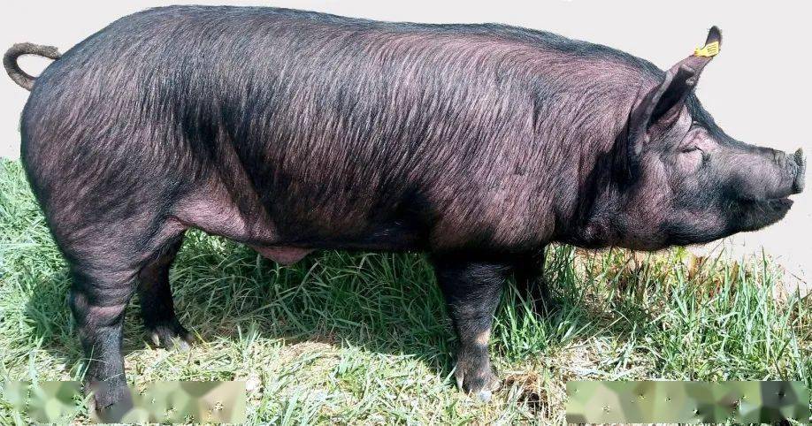 《北京黑猪》国家标准将于2022年7月1日起实施