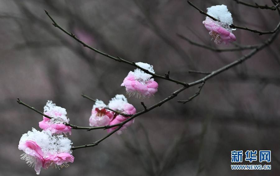 梅花|湖北保康：雪后梅花美如画