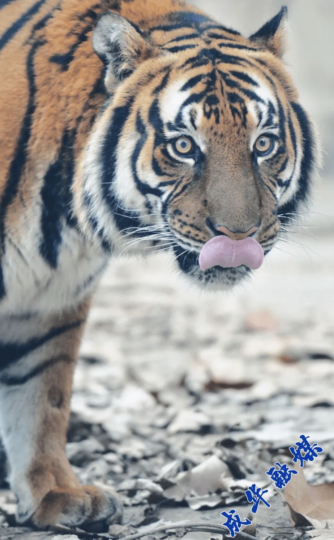 成華融媒_動物園_老虎_華仔