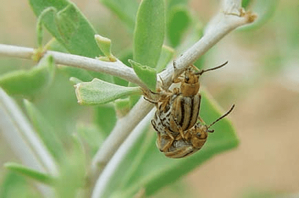 阿拉善左旗主要草原鼠虫害2022年趋势预测