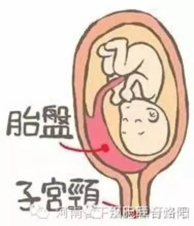 【科普讲堂】产后吃胎盘大补?揭秘胎盘进补真相_母细胞_孩子_大部分