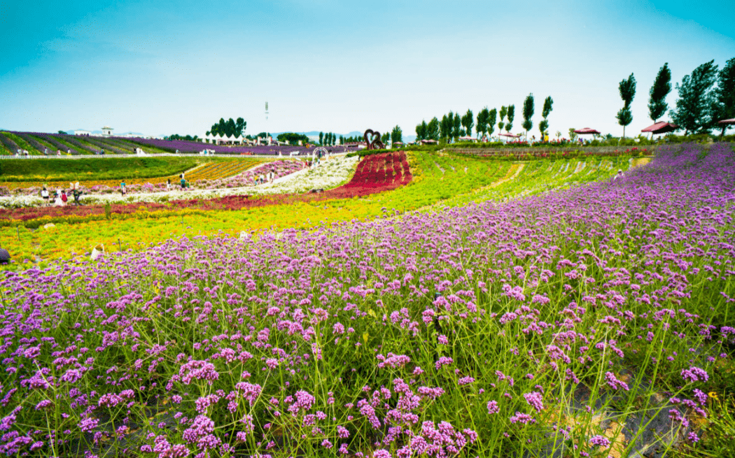 圣莲岛上百亩花海等你来赏,速来抢购超值门票!_泥土_故乡_华兹华斯