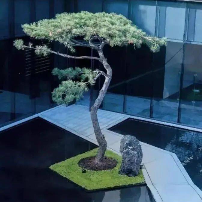 一颗树,点亮整个空间~_摄影_景观_金科