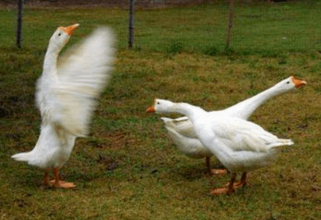 5767894c1396451798c68cedd10d03ef.png