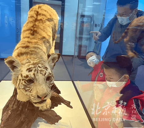 虎年看虎！北京自然博物馆开新展，珍贵华南虎标本亮相