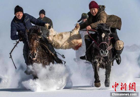 雪地|新疆高原牧民冬季茫茫雪地刁羊