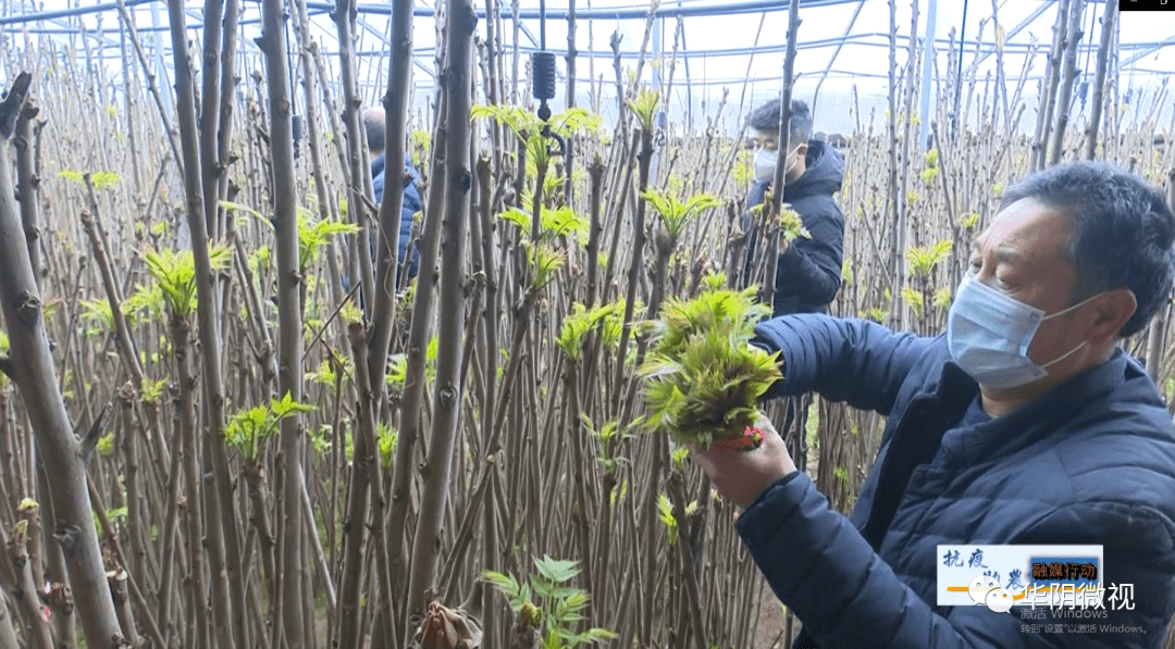 太华办永清红油香椿采摘上市啦!_帮扶_大棚_种植