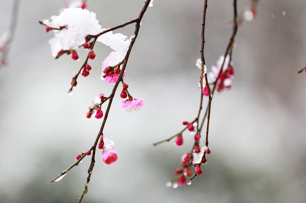 杭州,城市,杭州,城市|杭州迎来降雪 城市风光旖旎