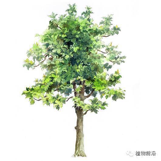 快来认树101种带名字的手绘植物立面图