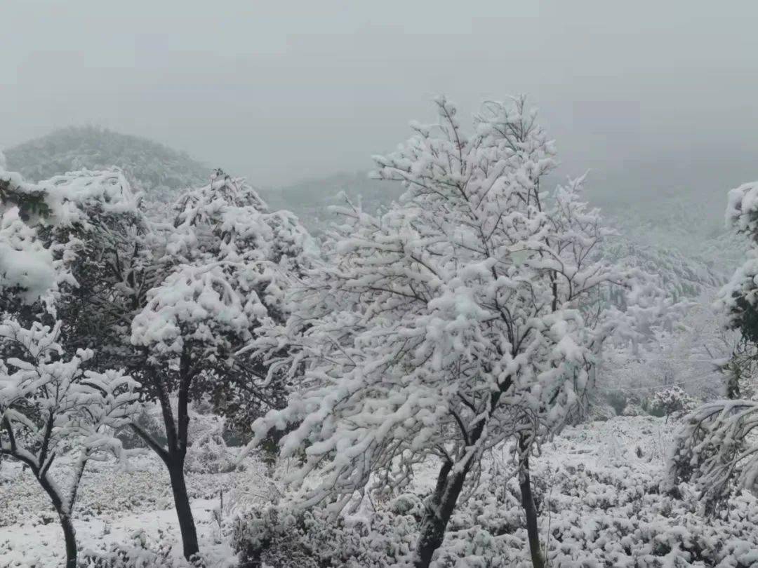瑞雪兆丰年美如仙境没赏够的一波庐江雪景图来袭