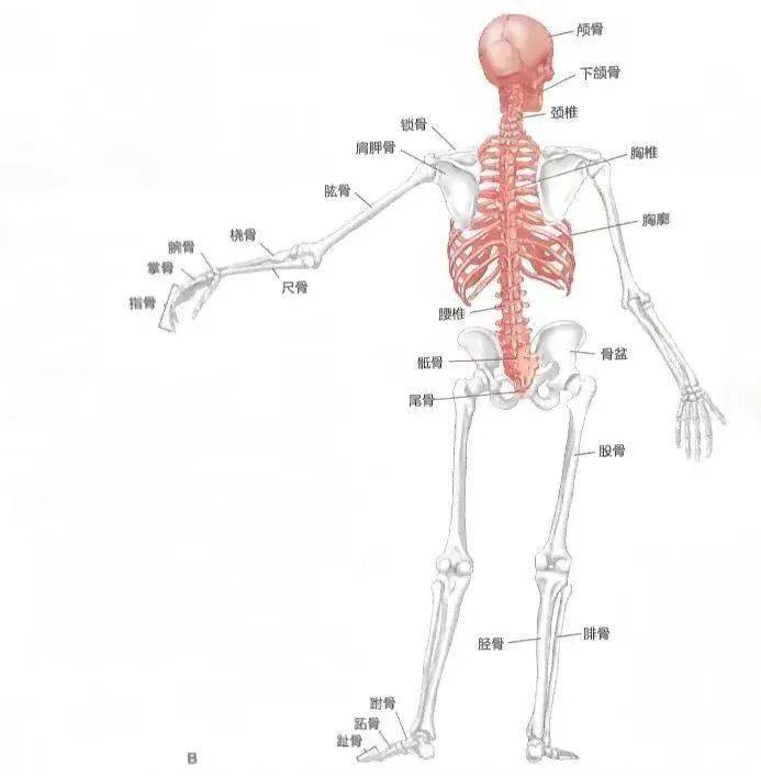 (a)前面观图21 人体骨骼示意图,中轴骨(红色)和附肢骨(白色)