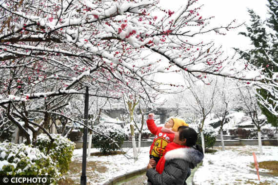 许昌|腊雪寻梅觅春色