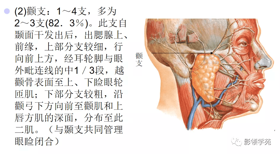 腮腺及面神经解剖