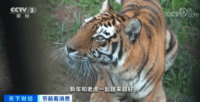 野生动物园|云南：虎年春节迎来观虎热潮 日均参观人数达3000人
