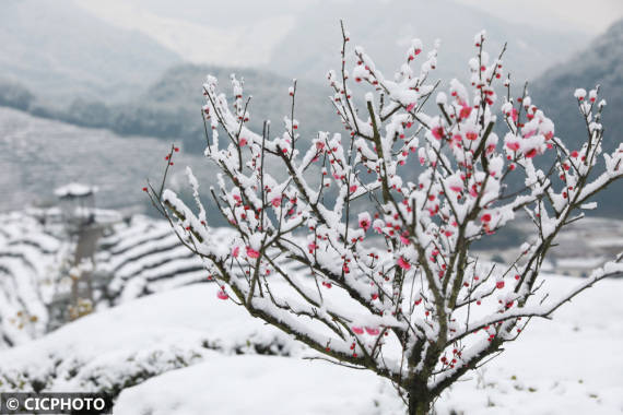 许昌|腊雪寻梅觅春色