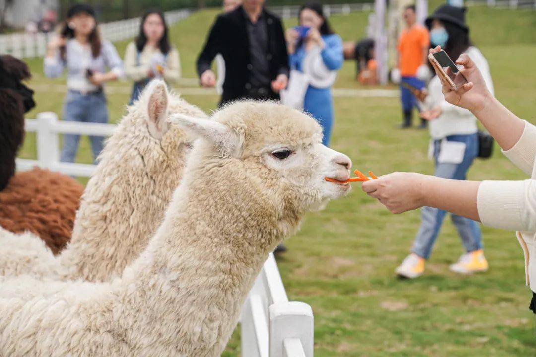 在书籍与电视里看到的动物萨福克羊安哥拉兔网红香猪神兽羊驼萨福克羊
