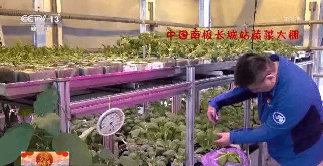 来自|请查收！这里有一份来自地球最南端的新春祝福