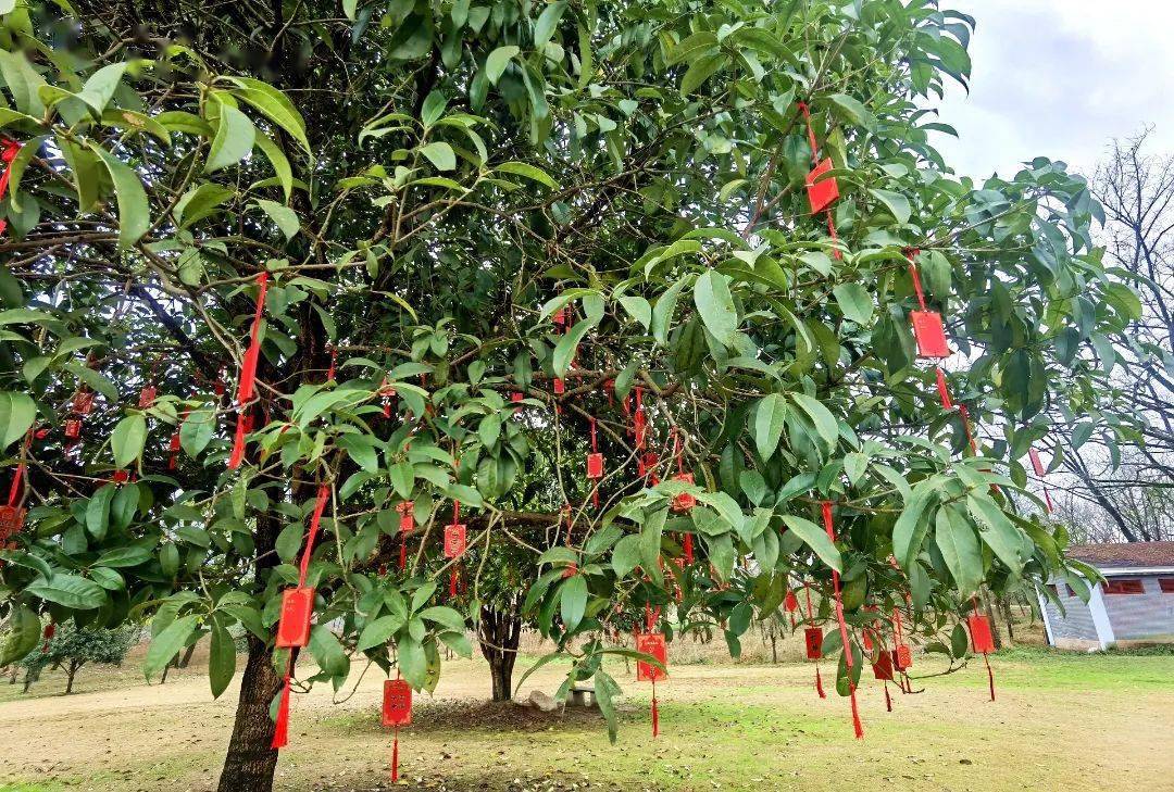 寓意的地方祈福许愿求一个好彩头今年公园里特设了新春祈福树财源广进
