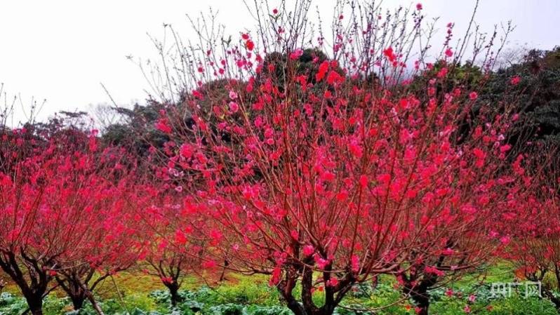 广州|【图集】湾区幸福年！广州大片花海更添年味