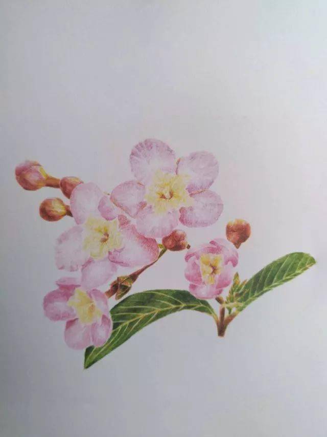 彩铅教程丨丁香花