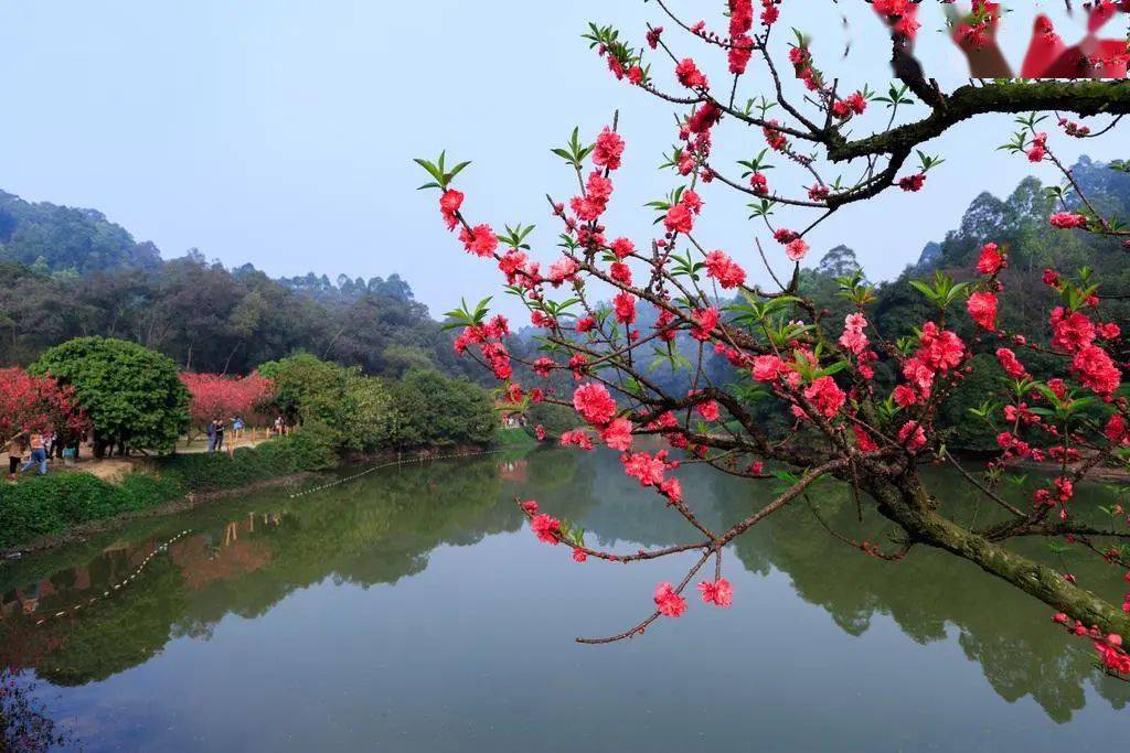 爆款春节每天出发特价99元美拍南国桃园千亩桃花开行摄岭南四大名园