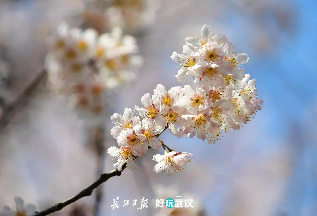 轻风拂面 什么意思 78fc6d6fce0e4925b44397b3f40fcc7c.jpeg