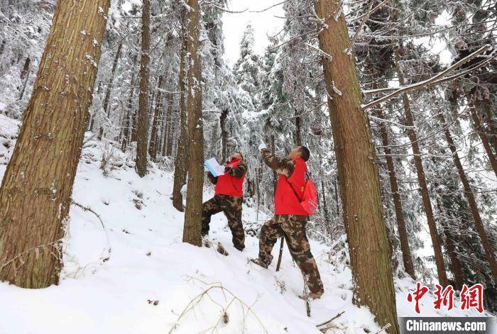 山林|湖南张家界：寒冬踏雪护山林