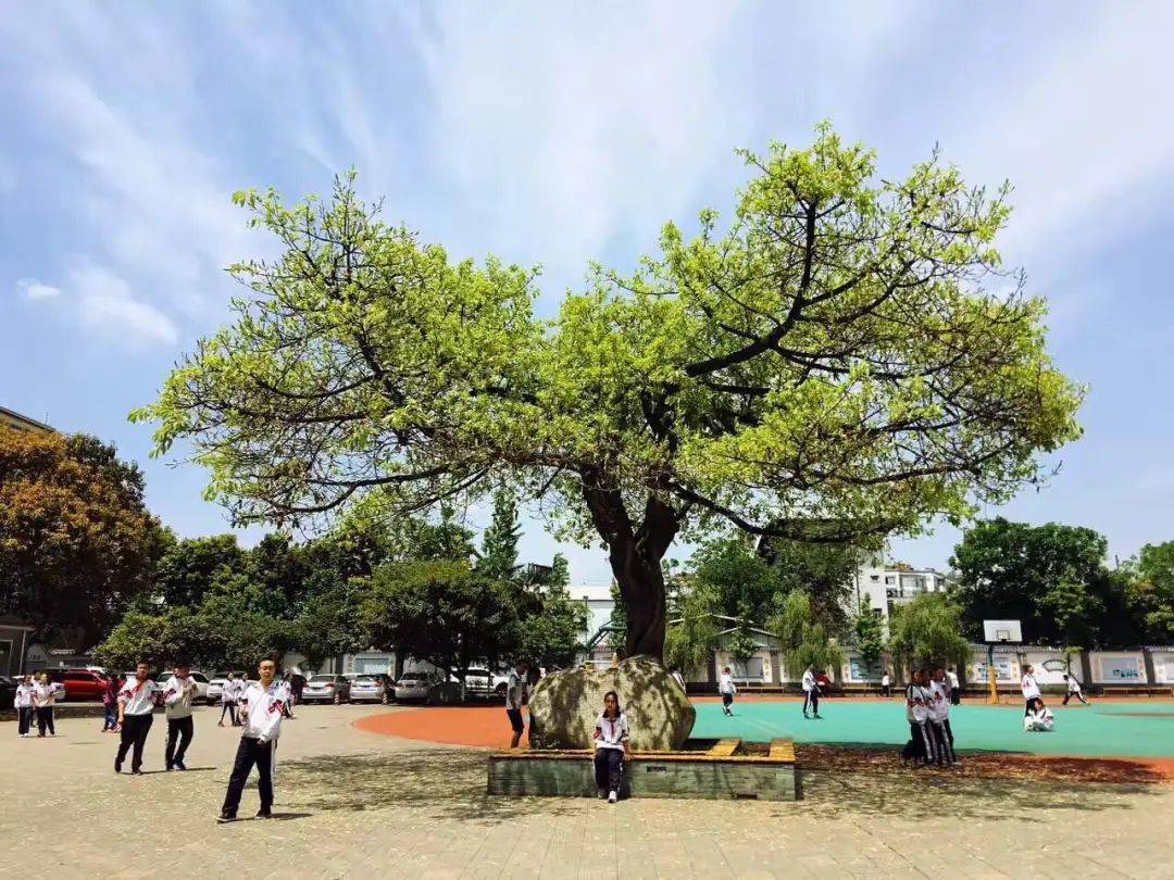 地址成都市石室联合中学是"石室中学(成都四中)教育集团"的核心学校