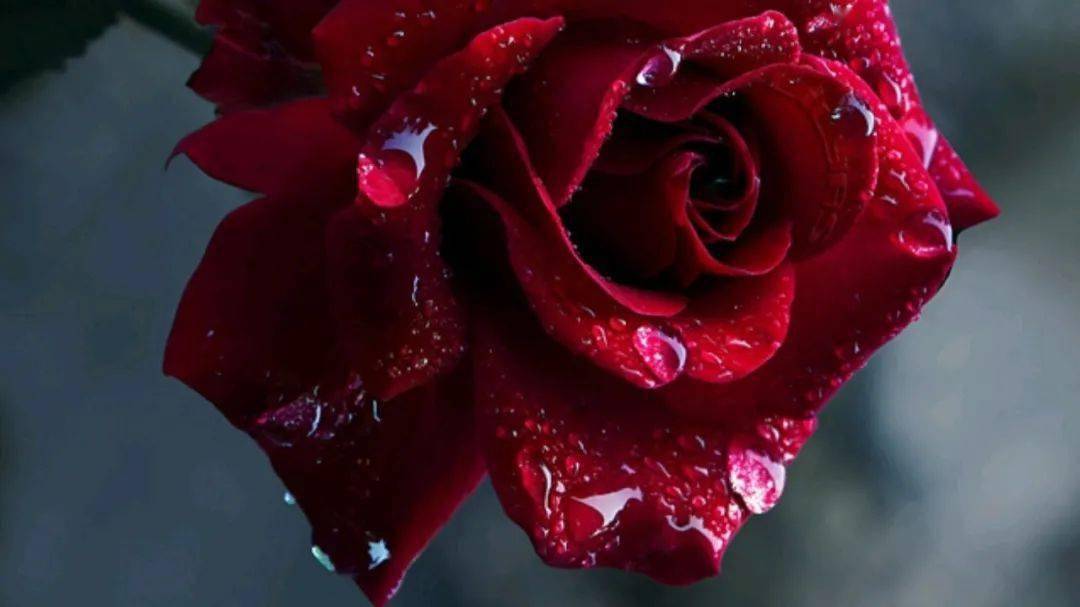 香气寻香 | 人间理想：把富贵穿在身上！