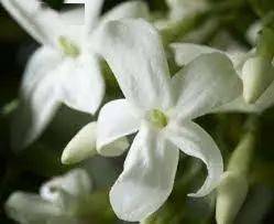 香气寻香 | 人间理想：把富贵穿在身上！