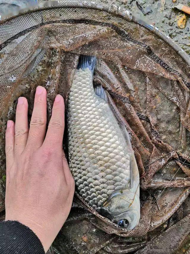 野战蓝鲫这么配简单实用大鲫鱼一条一条全上钩