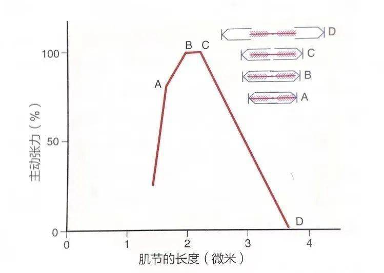 肌肉的长度张力关系必备知识⑦