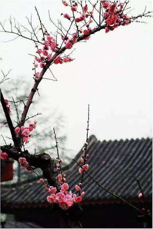 亲, 记得我们的虎年春天之约——天台山国清寺隋梅花开!