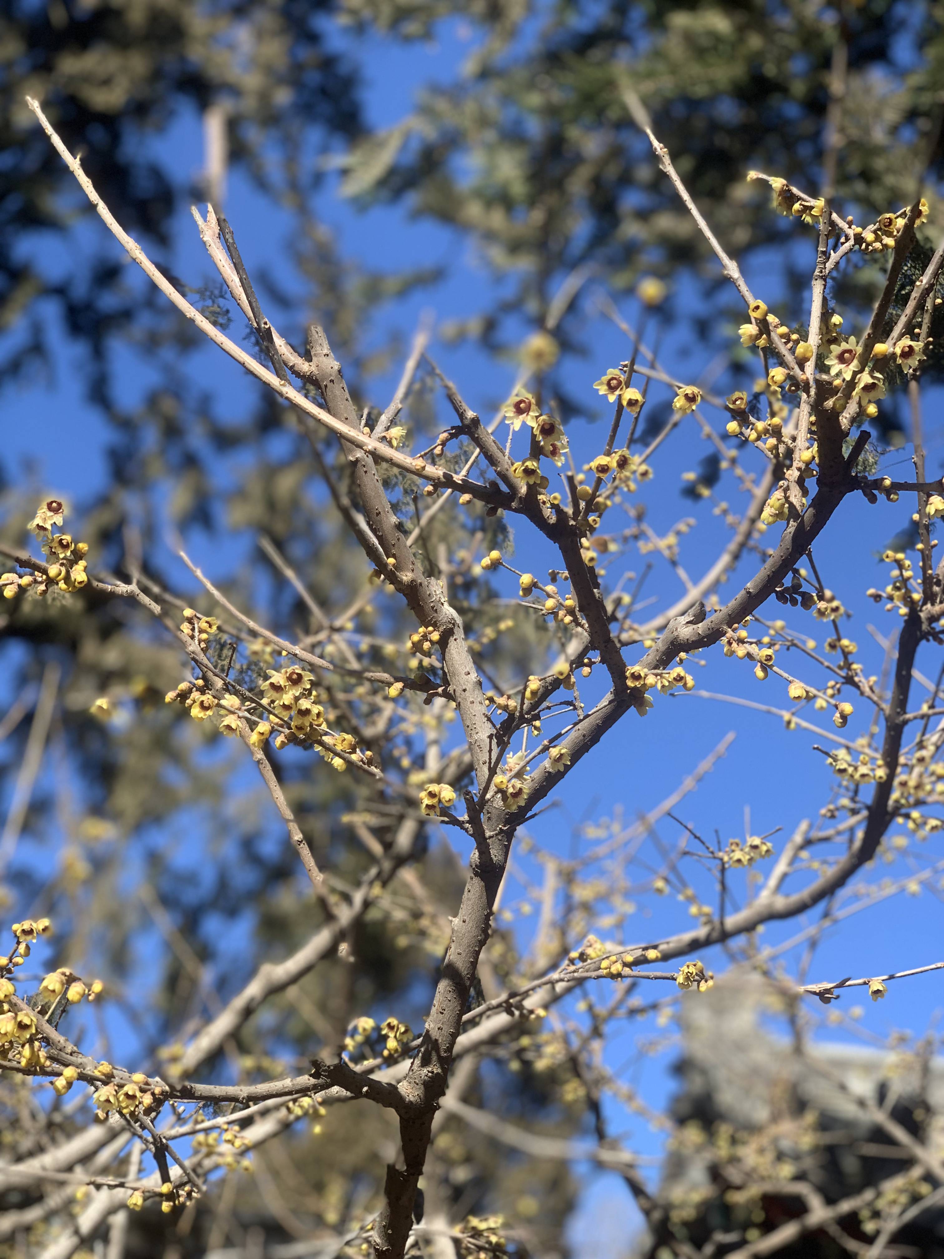 边拍|红墙灰瓦蜡梅黄！北京植物园成摄影发烧友打卡胜地