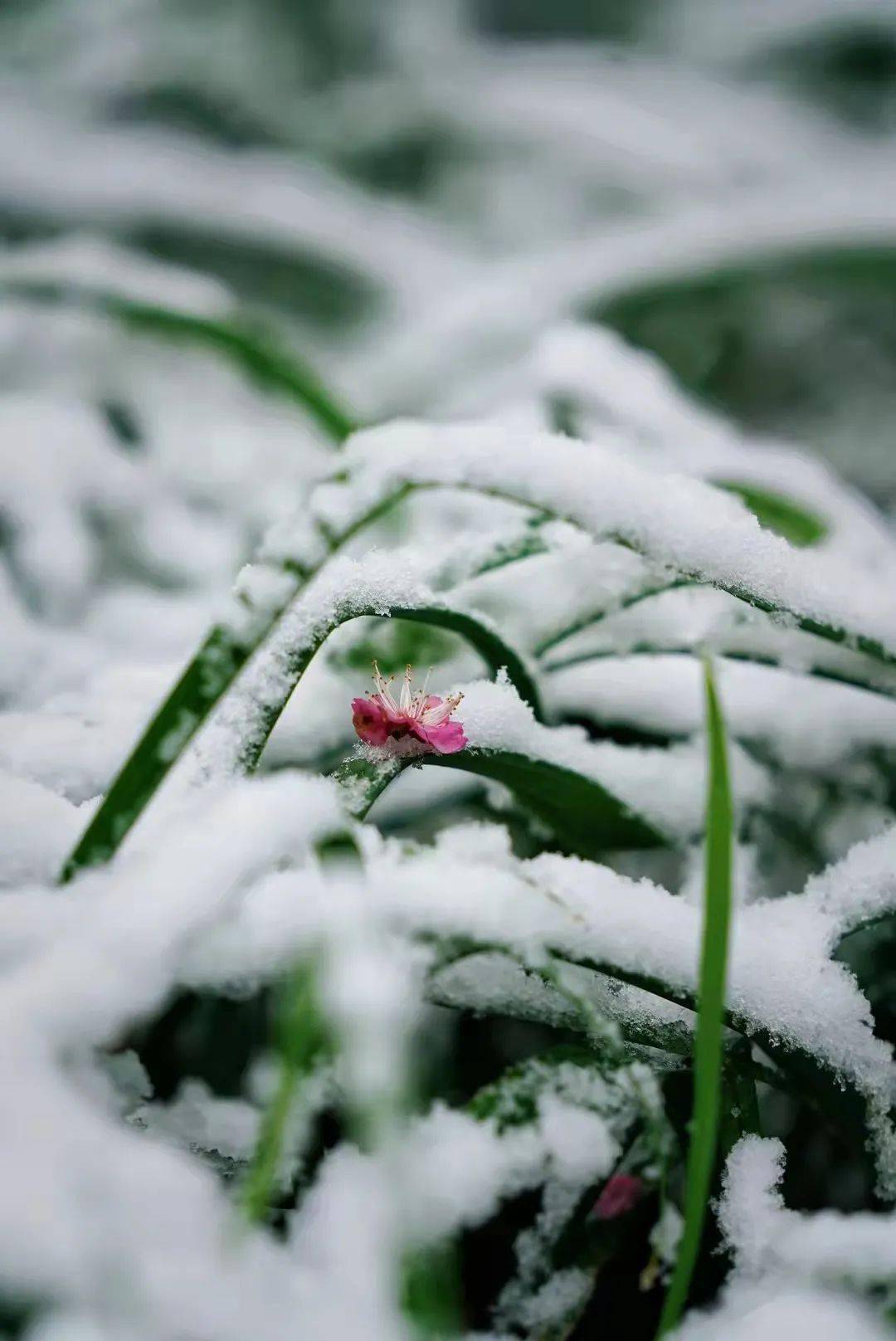 裝進了拱墅人的心間大家紛紛發朋友圈許下新年美好祝願:瑞雪兆豐年!