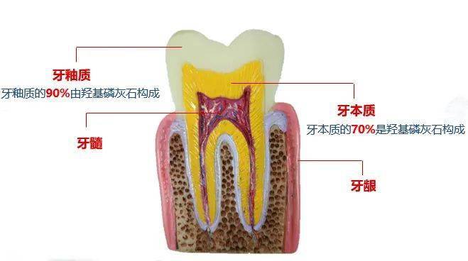 牙齒掉了不用補,一個絕招幫你重新