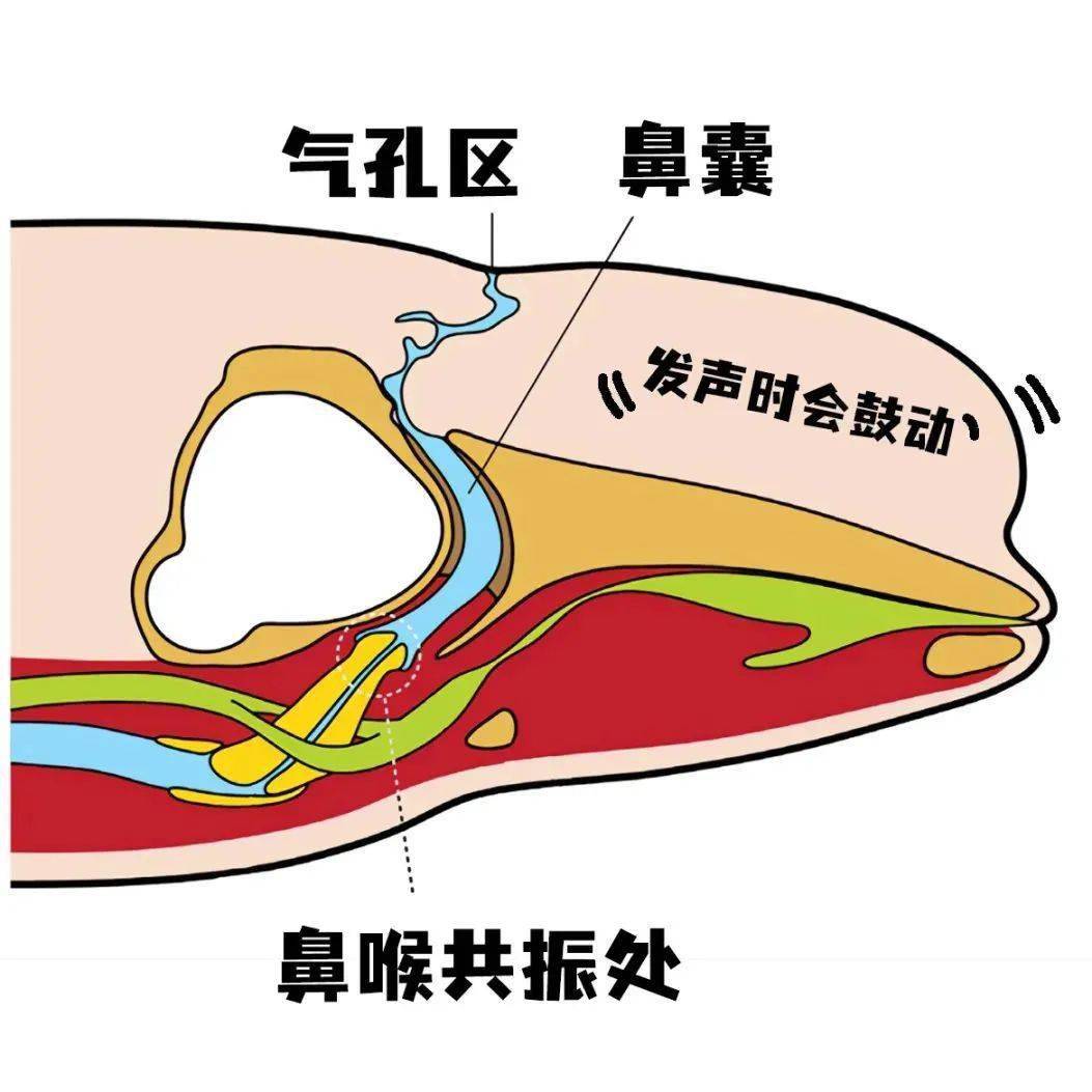 白鲸解剖图图片