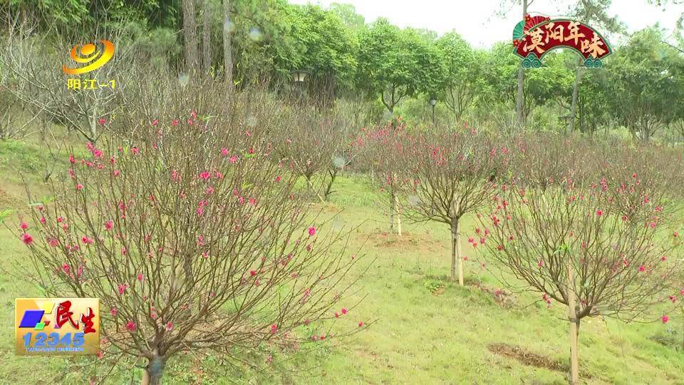 桃花园|踏春去：阳江金鸡岭森林公园的桃花开了