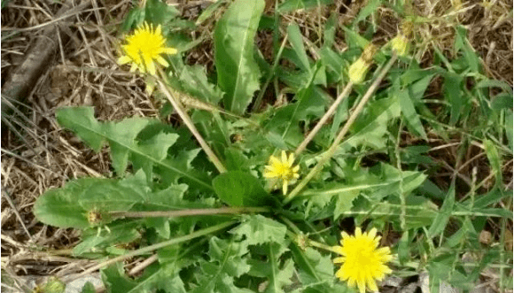 蒲公英別名谷谷丁,婆婆丁,黃花苗,黃花地丁,奶汁草等,為菊科蒲公英屬