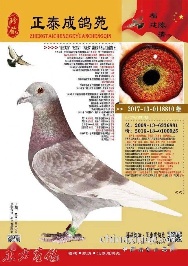 正泰成鸽苑 老字号放光芒——福建名家陈清随记_鸽子_种鸽_东方