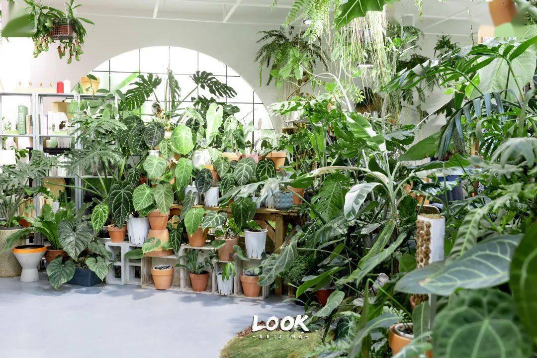 90后打造北京室内最大热带雨林北京小众职业②北京look