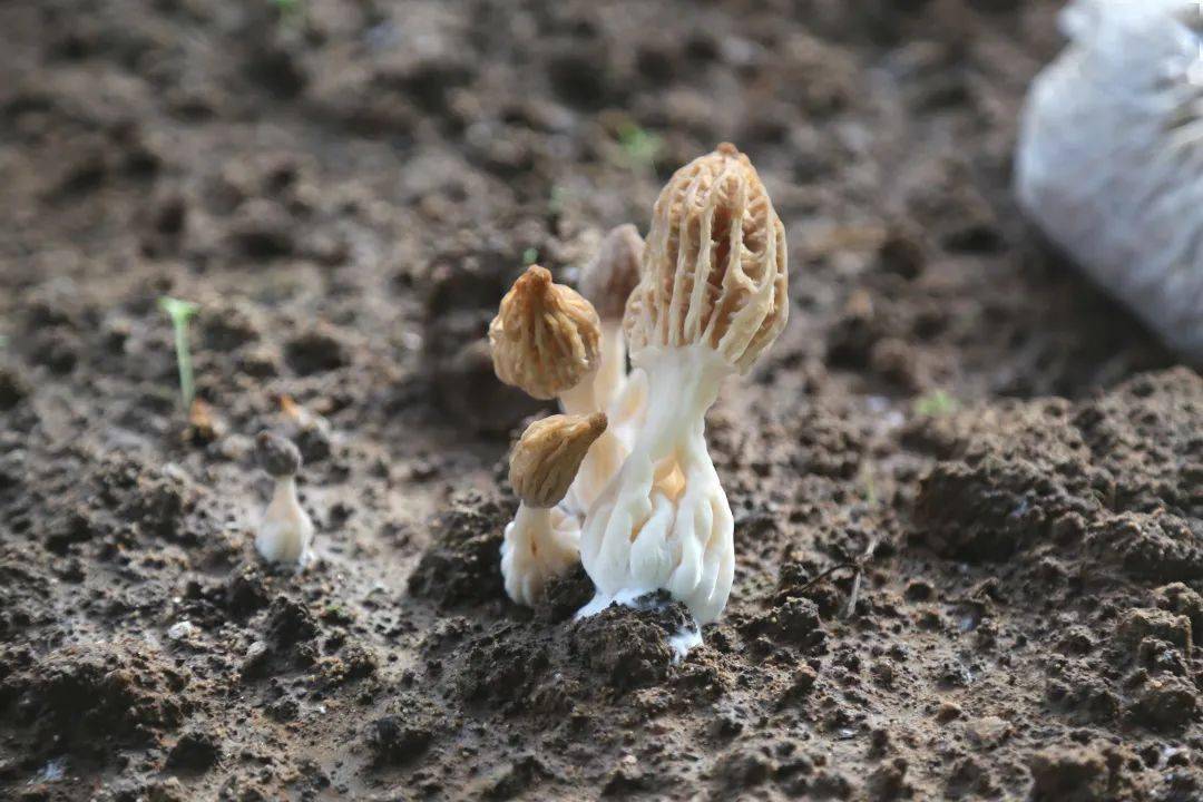 營養袋周圍,一朵朵鮮嫩的羊肚菌破土而出,潔白色的菌柄支撐著淺褐色的