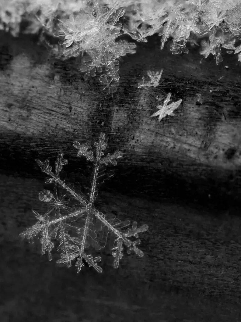 六瓣雪的情怀你感受到了吗