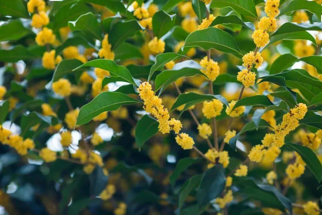 诗词丨花开清雅入骨 许你气质绝尘 兰花 气节 水仙花