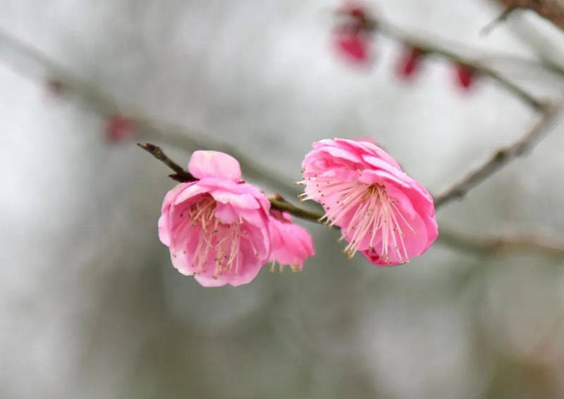 安徽巢湖：千余亩梅花即将迎来盛花期