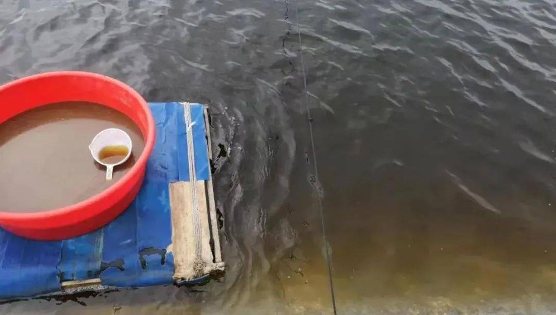 水产养殖户如何调一塘好水?这里给你答案!_水色_水质_棕色