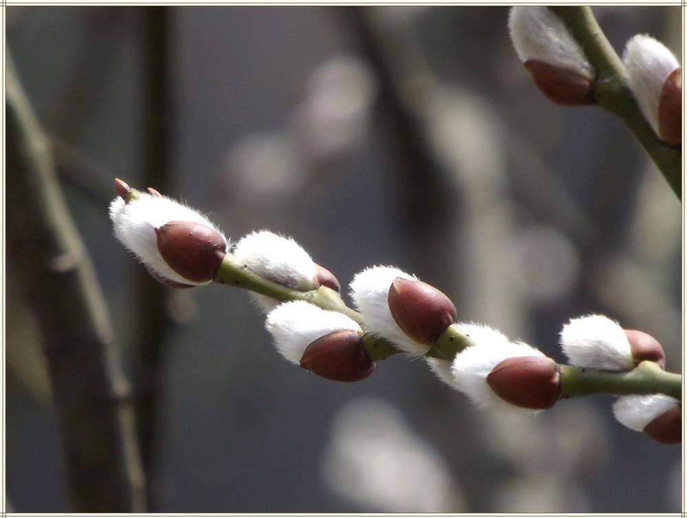 岁时草木记 这把红红火火的富贵花 其实是柳不是梅 银柳 植物 梅花